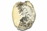 Fossil Ornithischian Dinosaur Vertebra - Colorado #352276-1